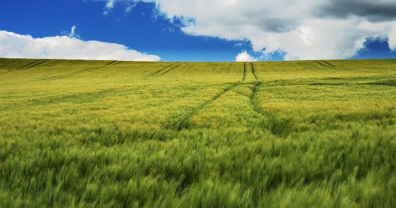 Bâche agricole : comment choisir la bonne pour protéger vos cultures